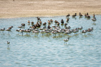 Strandfontein Sewage Works